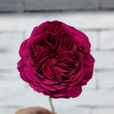 Yves cantina Rose